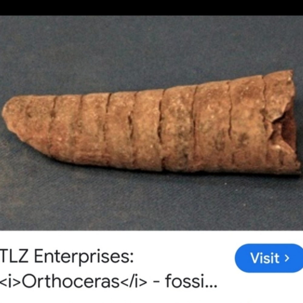 Y2k ORTHOCERAS FOSSIL - RARE EUC! - Picture 9 of 10